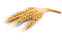 Wheat, Barley